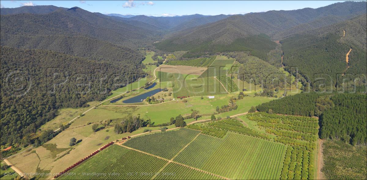 Peter Bellingham Photography Wandiligong Valley - VIC T (PBH3 00 34066)
